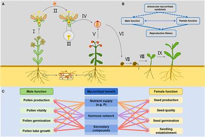 How do arbuscular mycorrhizas affect reproductive functional fitness of host plants?